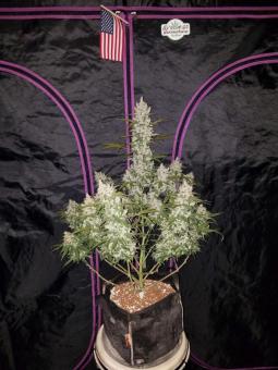 Girl Scout Cookies Auto - картинка 5