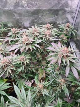 Gelato genetics - картинка 5