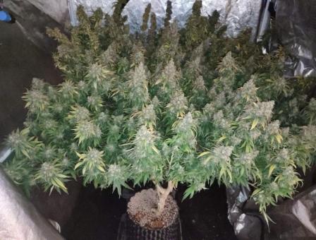 Lemon OG Haze - картинка 3