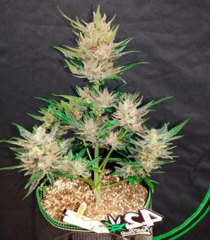 Wedding Glue Auto - картинка 4