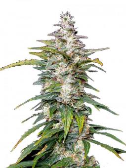 Gorilla Glue G4 - картинка 7