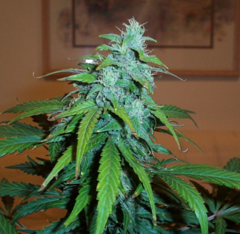 Lowryder autofem (IBL) - картинка 4