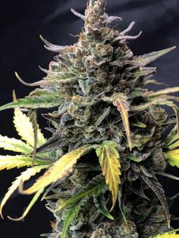 Cherry Cola Auto - картинка 6