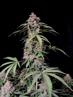 Amnesia Zkittlez Auto - картинка 7