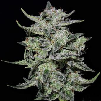 Lemon AK Auto - картинка 4