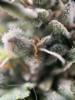 Fast Bud #2 Auto - картинка 5