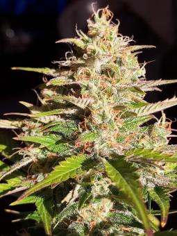 Lowryder autoreg (IBL) - картинка 5