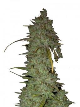 Bruce Banner Auto - картинка 1