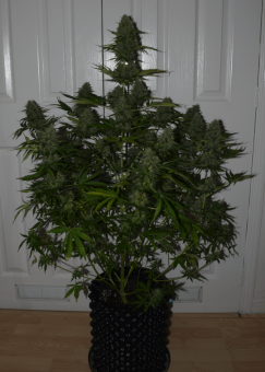 Super Critical Auto - картинка 2
