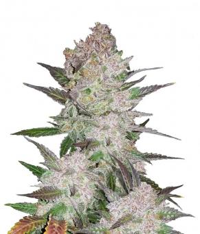 Cream Cookies Auto - картинка 1