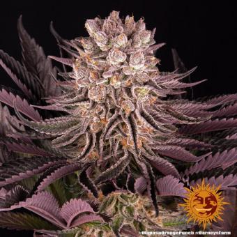 Mimosa x Orange Punch - картинка 10