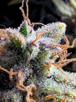 Purple Punch Auto - картинка 3