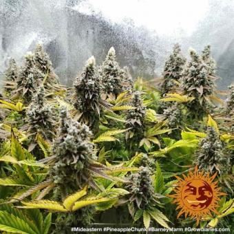Pineapple Chunk - картинка 9
