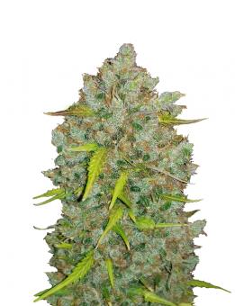 BubbleGum Auto - картинка 1