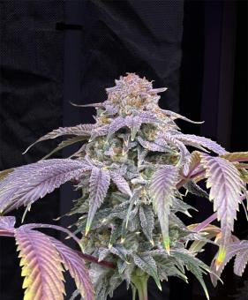 Lemon Mandarin - картинка 1