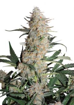 Auto Critical Orange Punch - картинка 1