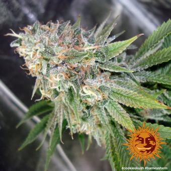 Cookies Kush - картинка 8