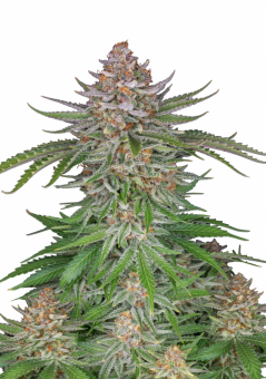 Strawberry Pie Auto - картинка 4