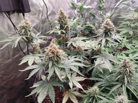 Auto Black Cherry Punch - картинка 3
