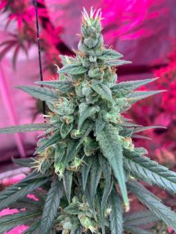 Big Bud Auto - картинка 2