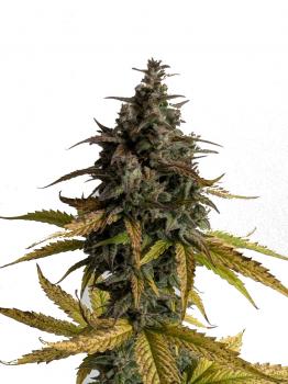 Critical Plus Auto