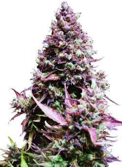 Cream Caramel Auto - картинка 4