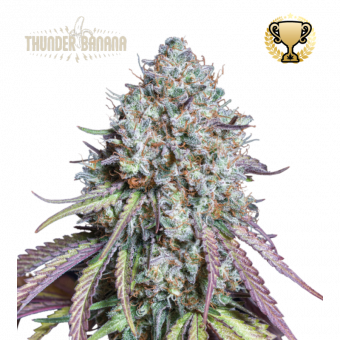 Thunder Banana - картинка 1