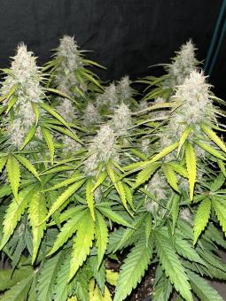 King's Juice Auto - картинка 3
