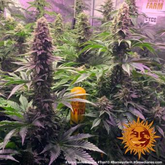 Tropicanna Banana - картинка 2