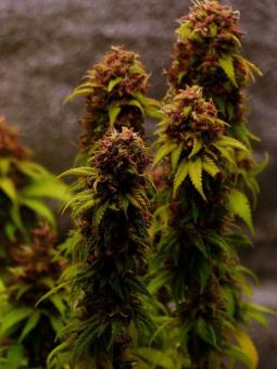 Pineapple Poison - картинка 3
