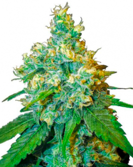 Jack Herer - картинка 5