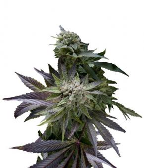 Auto Blue Pyramid - картинка 1