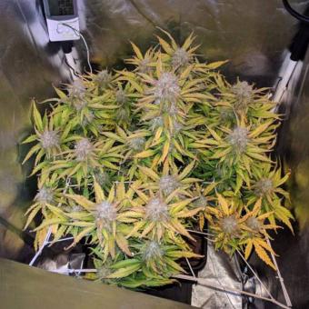 Big Devil XL Auto - картинка 2