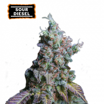 Sour Diesel Auto - картинка 1