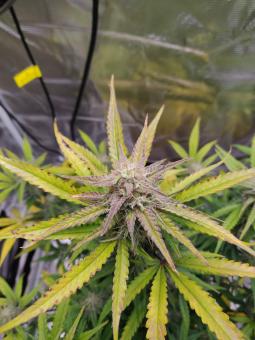 Critical Jack Herer - картинка 2