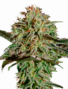 A.M.S. - картинка 1