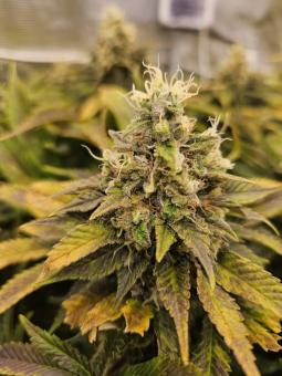 Original Glue Auto - картинка 2