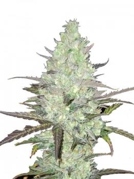 Buddha Auto Tangie