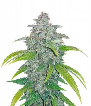 Blue Dream Auto
