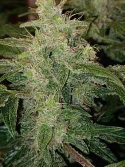 Sweet Bourbon Auto Kush - картинка 4