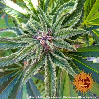 Peyote Critical - картинка 3