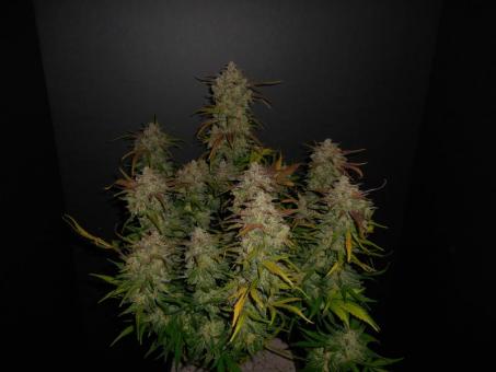 Lemon AK Auto - картинка 13