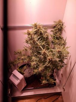 Jack 47 Auto - картинка 5