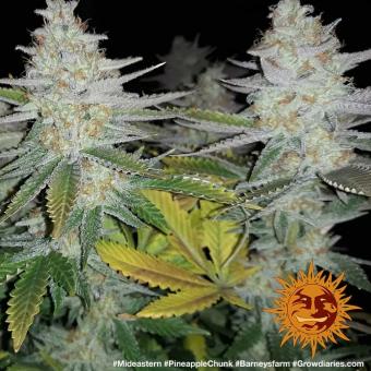 Pineapple Chunk - картинка 12