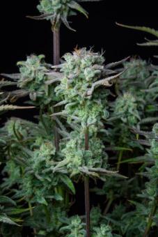 Strawberry Banana Auto - картинка 7