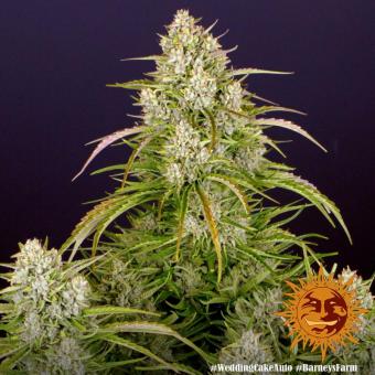 Wedding Cake Auto - картинка 5