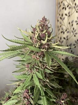 Girl Scout Cookies Auto - картинка 4