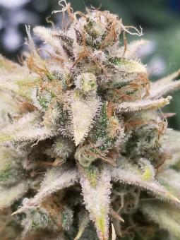 Cherry Cola Auto - картинка 7