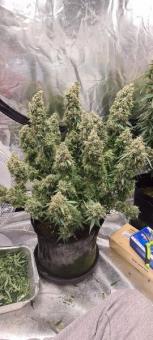 Gorilla Cookies Auto - картинка 11