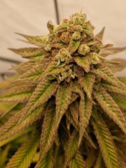 Gelato - картинка 2